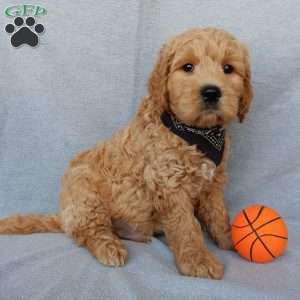 Cosmo-Medium, Goldendoodle Puppy